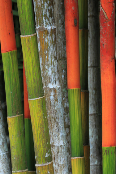 10 Red LIPSTICK PALM Sealing Wax Palm Cyrtostachys Renda Tree Houseplant Seeds
